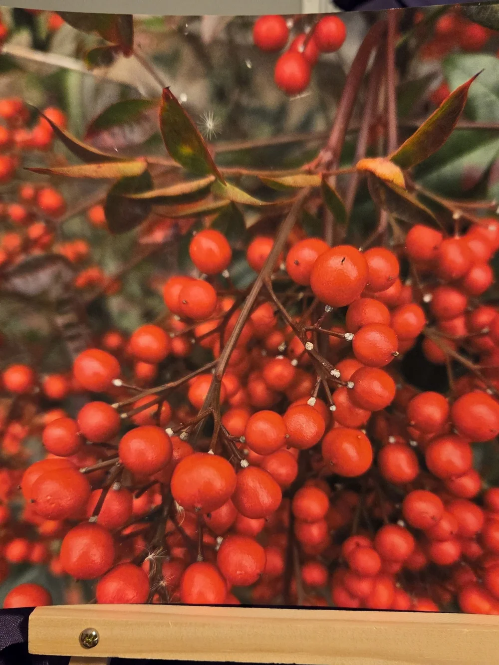 Red Berry Botanical Wallpaper - Vibrant Red Home Wall Decor